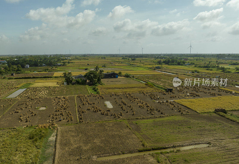 在湄公河三角洲的Soc Trang省，高棉人手工收割糯米